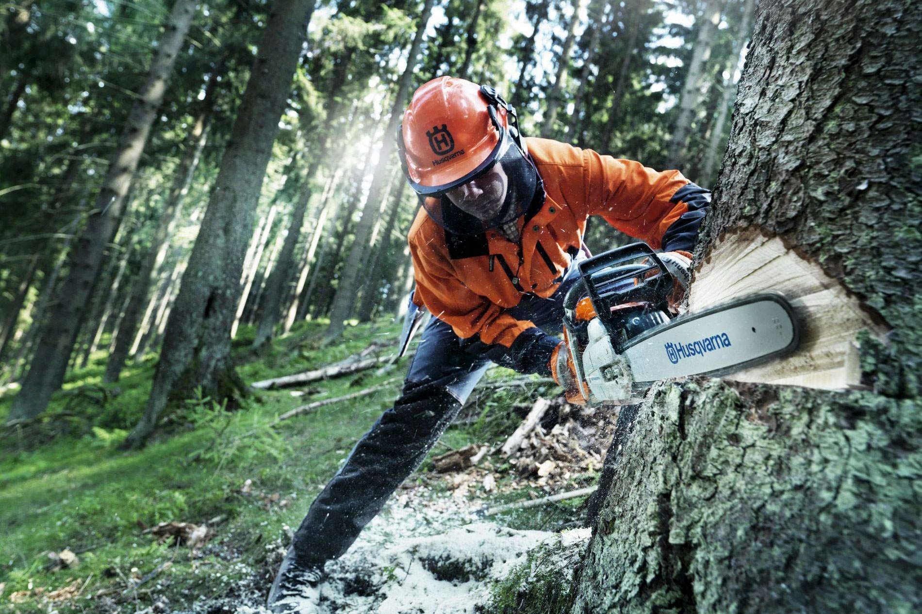 Курс вальщик леса